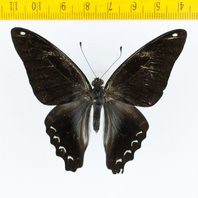 Graphium sarpedon luctatius (abberation, Black Form, Malaysia) (Internet Image property of respective owner, non-commercial use only)